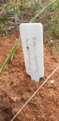 Prostanthera scutellarioides