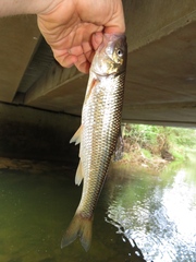 Semotilus corporalis