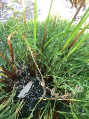 Wahlenbergia subulata