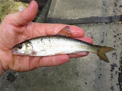 Semotilus corporalis