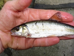 Semotilus corporalis