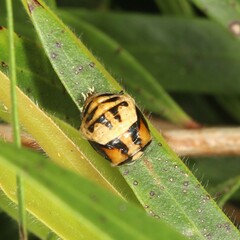 Harmonia