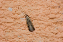 Lecithocera