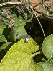 Liorhyssus