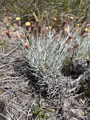 Syncarpha gnaphaloides