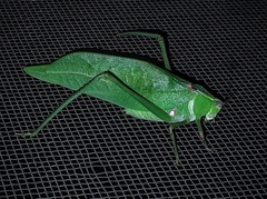 Stilpnochlora