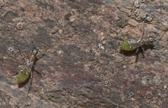 Dicyphus escalerae
