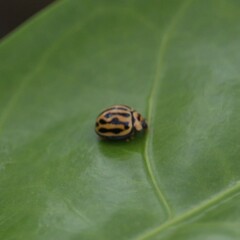 Phrynocaria gratiosa