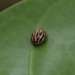 Phrynocaria gratiosa