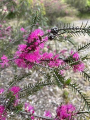 Melaleuca wilsonii