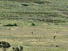 Giraffa camelopardalis
