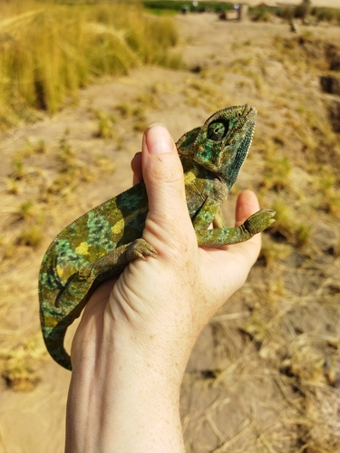 African Chameleon