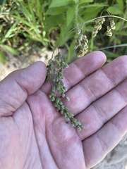 Chascolytrum subaristatum