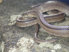 Zamenis scalaris