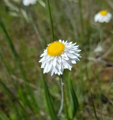 Leucochrysum albicans