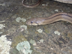 Zamenis scalaris