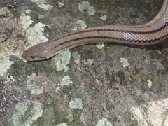 Zamenis scalaris