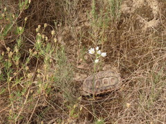 Homopus areolatus