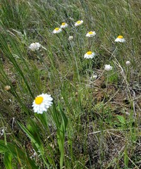 Leucochrysum albicans