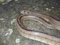 Zamenis scalaris
