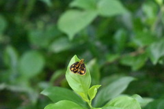 Taractrocera luzonensis