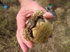 Homopus areolatus
