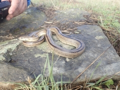 Zamenis scalaris