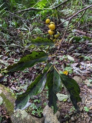 Diospyros morrisiana