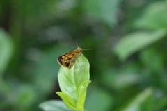 Taractrocera luzonensis