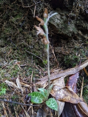 Goodyera schlechtendaliana