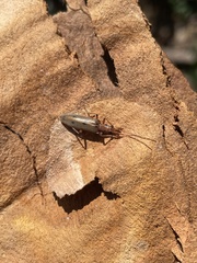 Parisopalpus nigronotatus