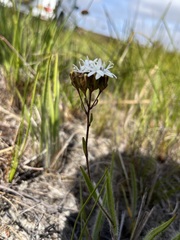 Corymbium villosum