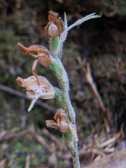 Goodyera schlechtendaliana