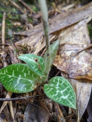 Goodyera schlechtendaliana