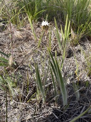 Corymbium villosum