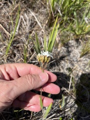 Corymbium villosum