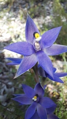 Thelymitra graminea