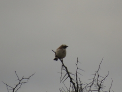 Plocepasser mahali mahali