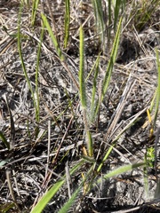 Corymbium villosum
