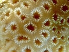 Goniastrea stelligera