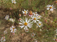 Felicia muricata