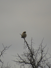 Plocepasser mahali mahali