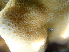 Goniastrea stelligera