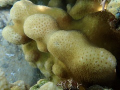Goniastrea stelligera