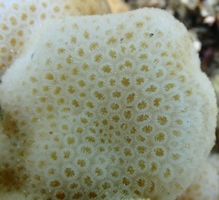 Goniastrea stelligera