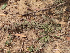 Arctotheca prostrata