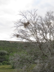 Plocepasser mahali mahali