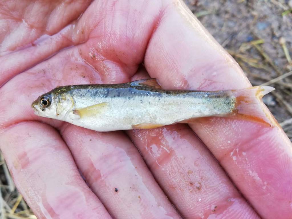 Common marinka (Schizothorax curvifrons) — Cyprinidae