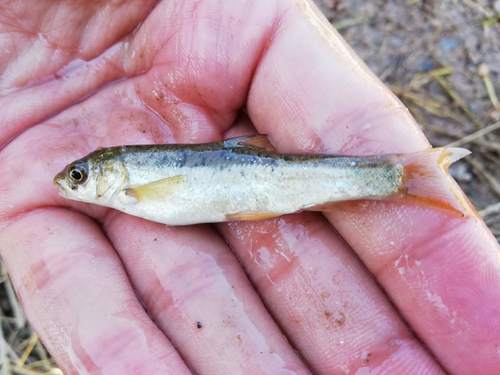 Kromkop-sneeuwforel (Schizothorax curvifrons) — Cyprinidae