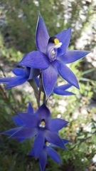Thelymitra graminea